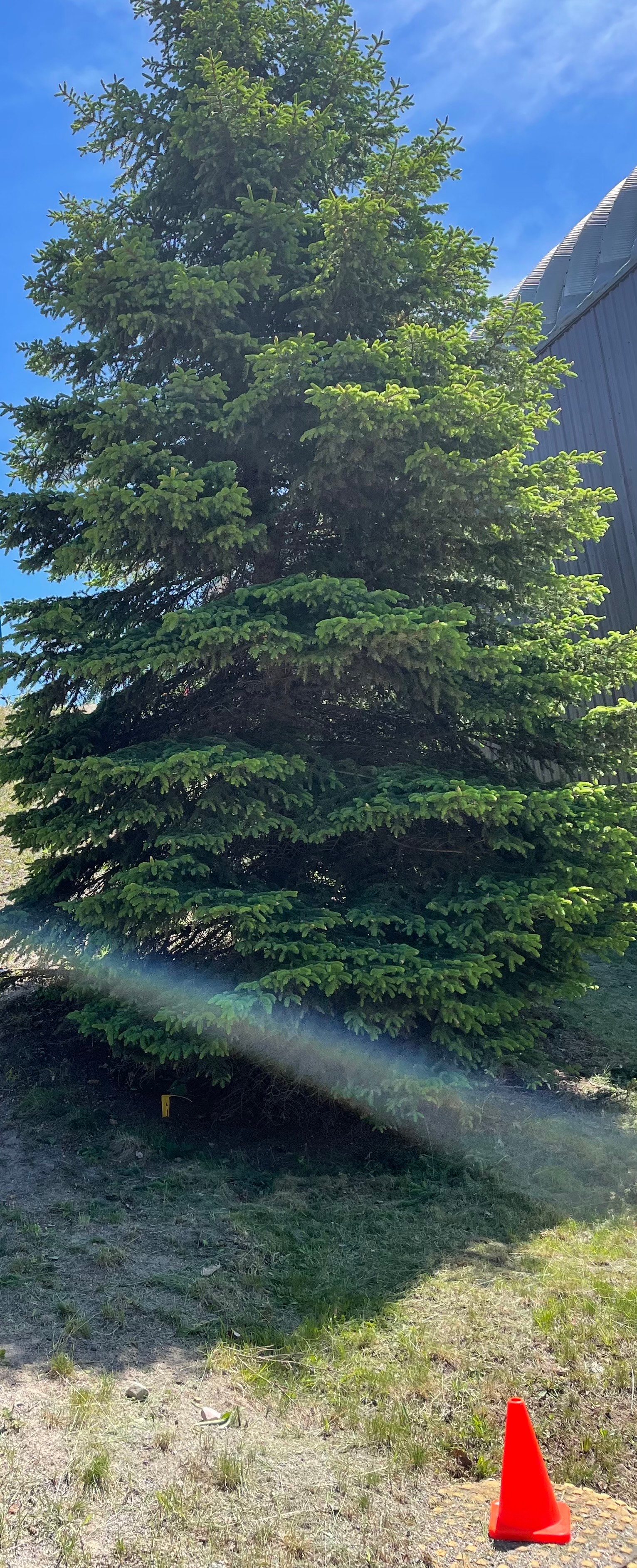 Yardwork job — spruce tree trimming area